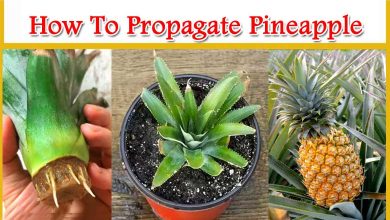 How To Propagate Pineapple From Easy Method