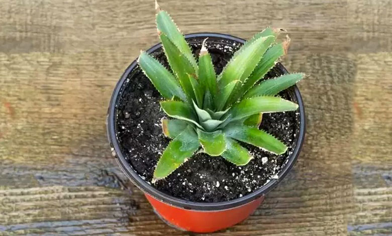 How To Propagate Pineapple From Tobs