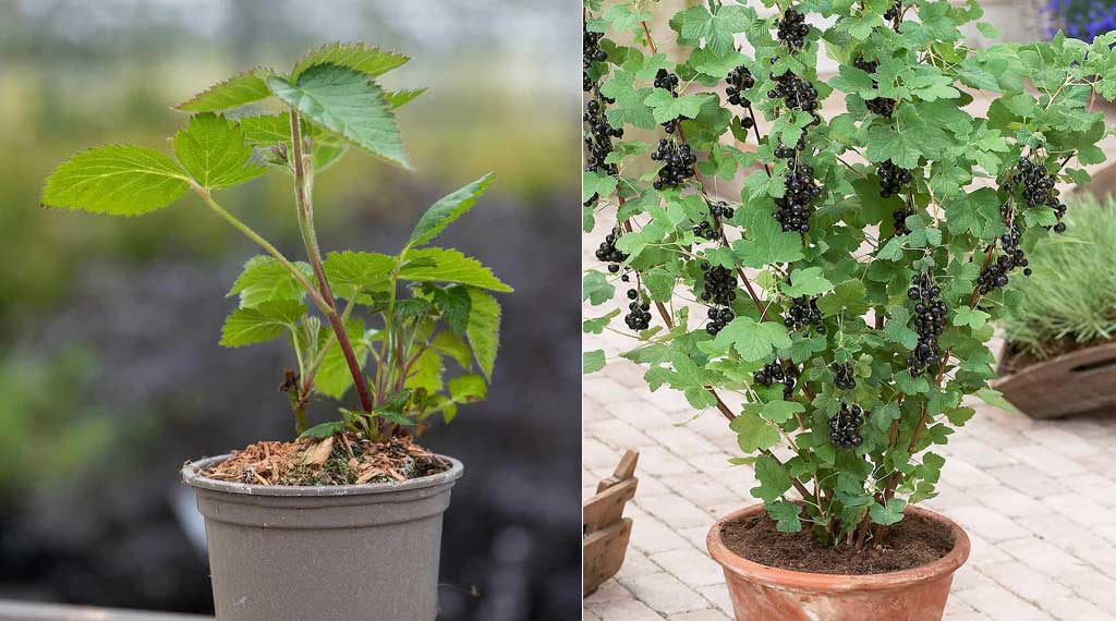 How To Grow Blackcurrant