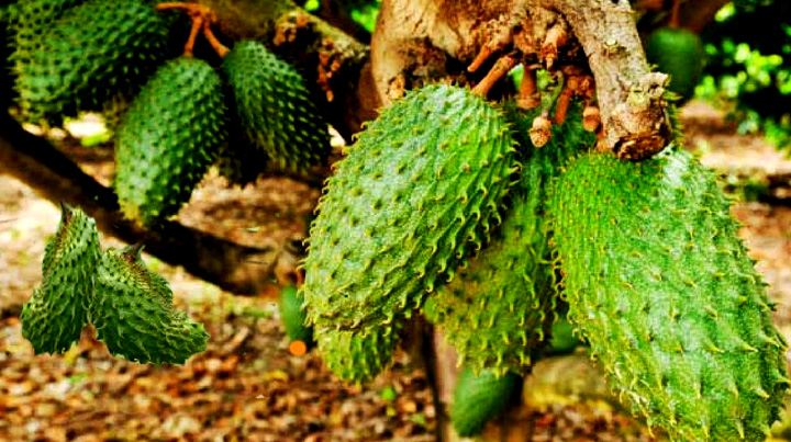 How To Grow Soursop Brazilian Pawpaw