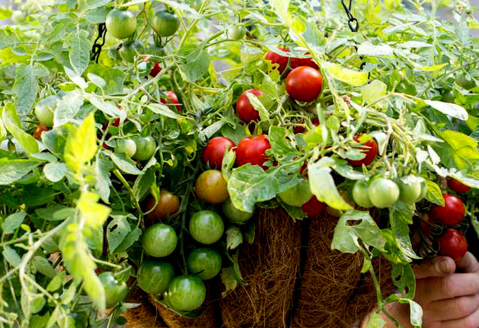 How To Grow Hanging Tomato Plants