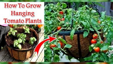 How To Grow Hanging Tomato Plants So Easy To Handle
