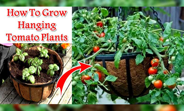 How To Grow Hanging Tomato Plants So Easy To Handle