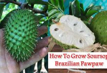How To Grow Soursop Brazilian Pawpaw