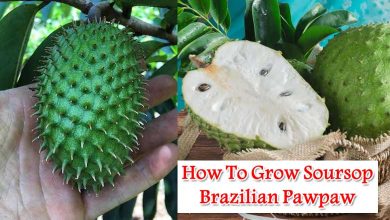 How To Grow Soursop Brazilian Pawpaw