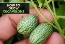 How to Grow Cucamelons in Pots
