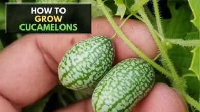 How to Grow Cucamelons in Pots