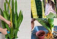 How to Grow Snake Plant Faster