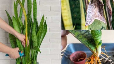 How to Grow Snake Plant Faster
