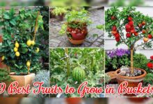 9 Best Fruits to Grow in Buckets