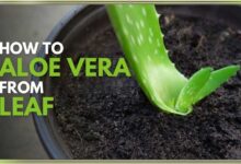 How to Grow Aloe Vera from Leaf Expert Tips