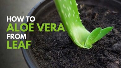 How to Grow Aloe Vera from Leaf Expert Tips