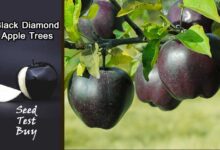 Black Diamond Apple Trees Farming, Seeds Buy Online