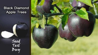 Black Diamond Apple Trees Farming, Seeds Buy Online