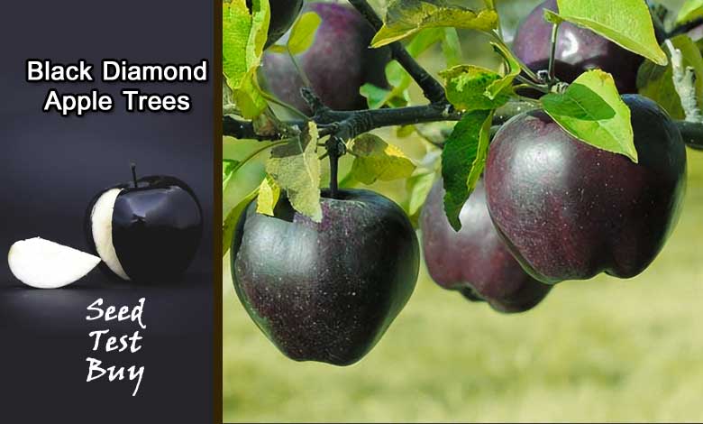 Black Diamond Apple Trees Farming, Seeds Buy Online