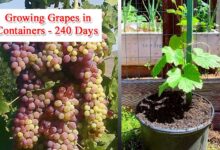Growing Grapes in Containers Until Harvest in 240 Days