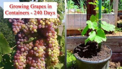 Growing Grapes in Containers Until Harvest in 240 Days